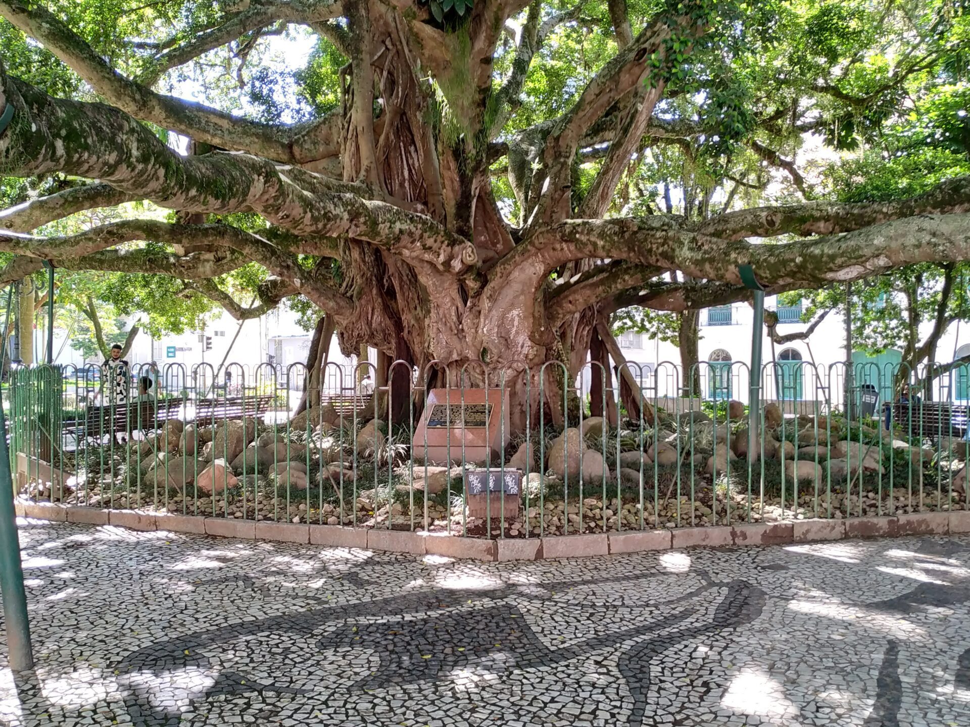 figueira Florianópolis